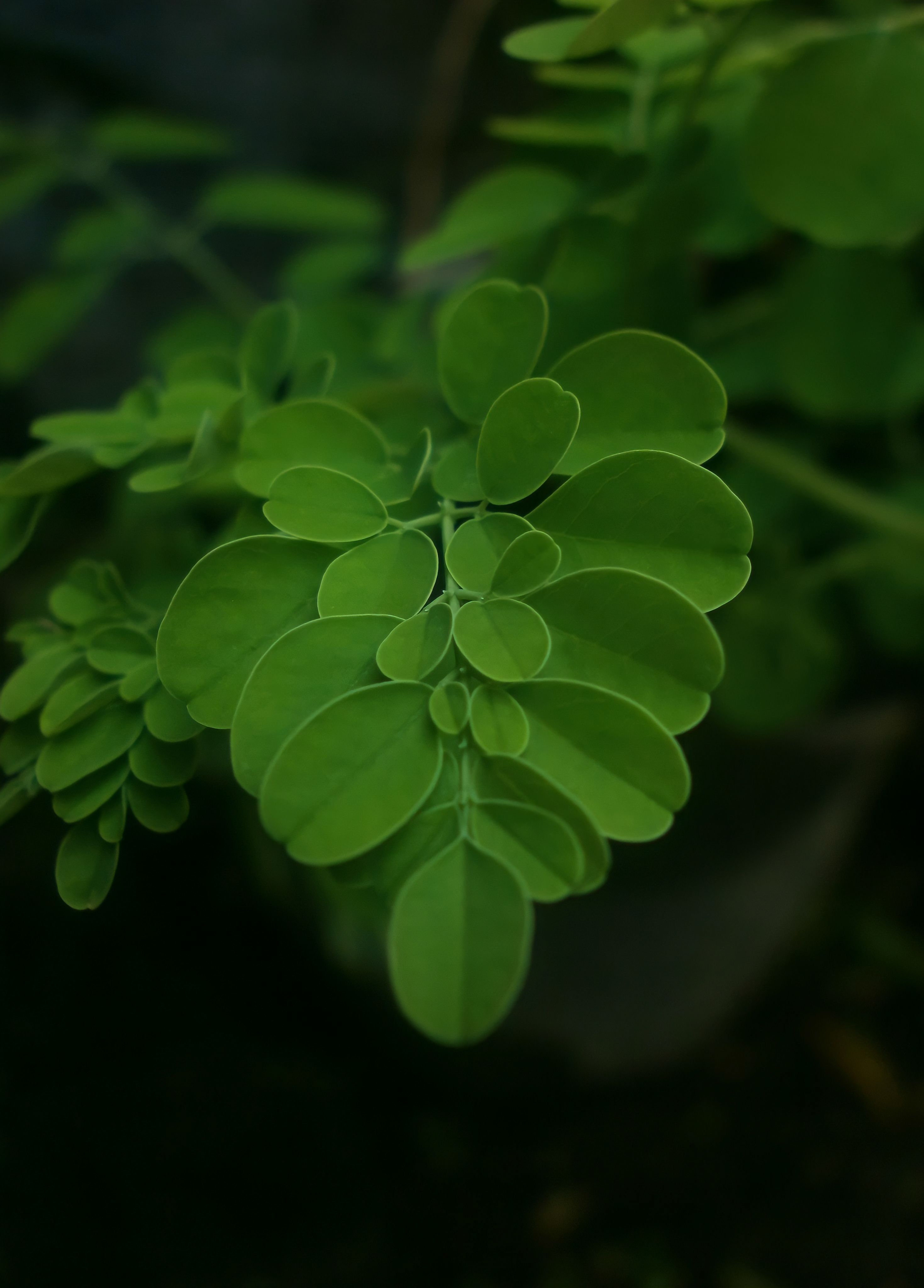 MURUNGAI LEAVES BUNCH (DRUMSTICK)
