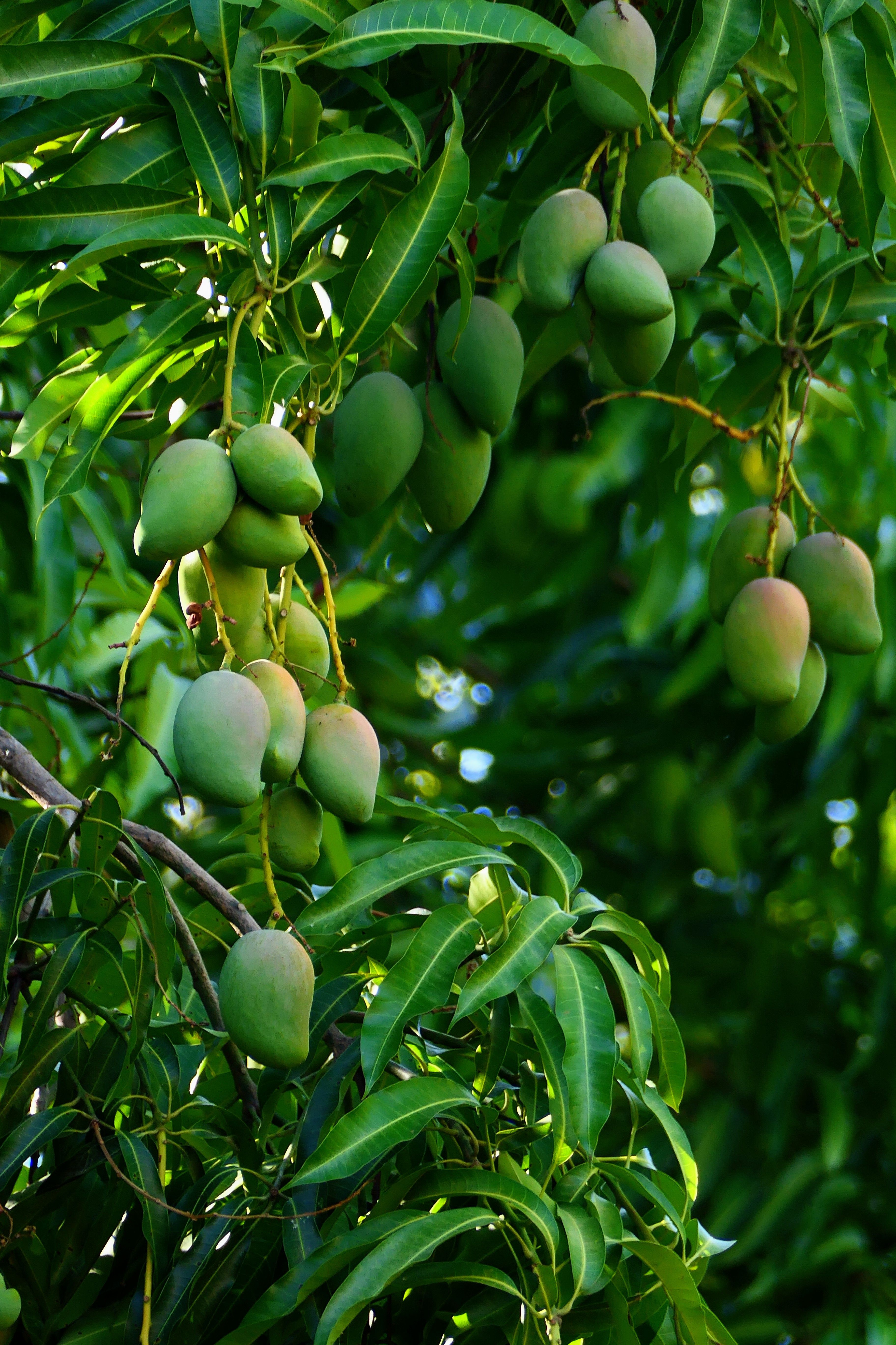 INDIA RAW MANGO 1Kg