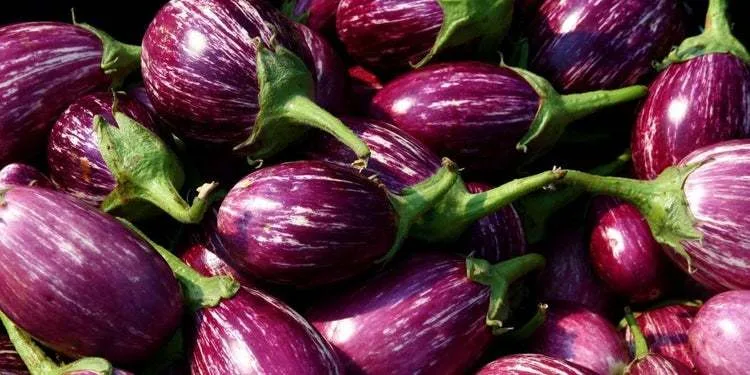 BRINJAL 500GM