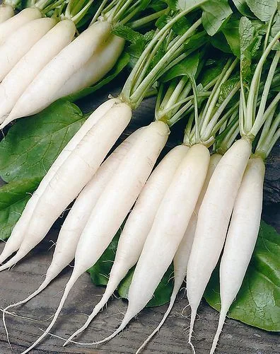 INDIA RADISH 500GM