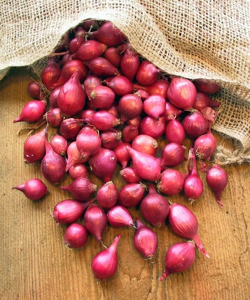 SMALL ONION 500GM
